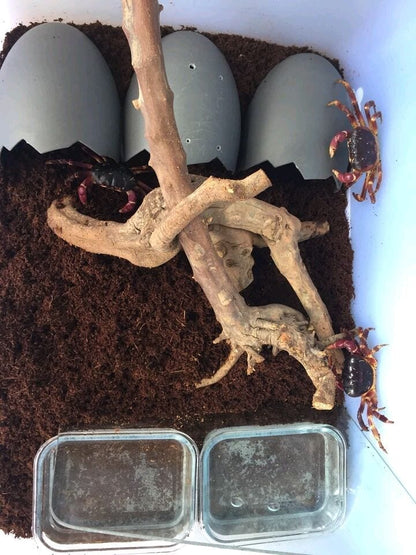 Purple Land Crab (Gecarcoidea lalandii)