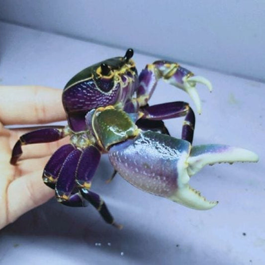 Purple Leg Warrior Crab (Hainanpotamon fuchengense)