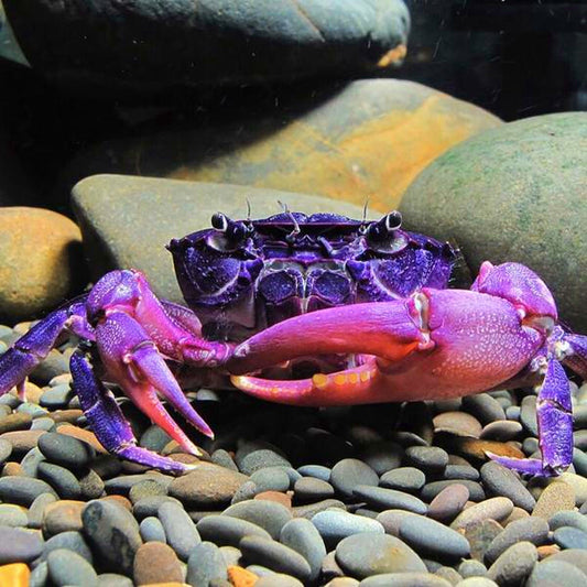Purple Samurai Crab (Somanniathelphusa sinensis)