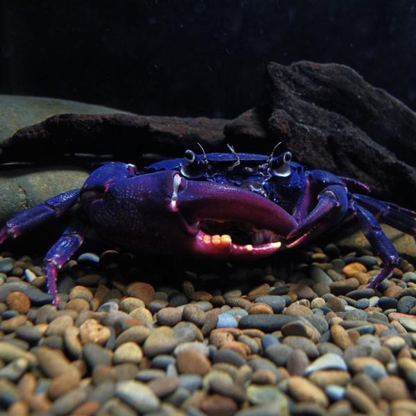 Purple Samurai Crab (Somanniathelphusa sinensis)