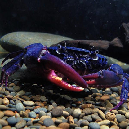 Purple Samurai Crab (Somanniathelphusa sinensis)