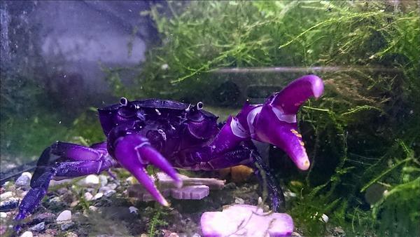 Purple Samurai Crab (Somanniathelphusa sinensis)