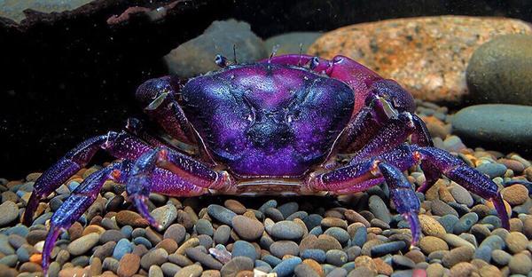 Purple Samurai Crab (Somanniathelphusa sinensis)