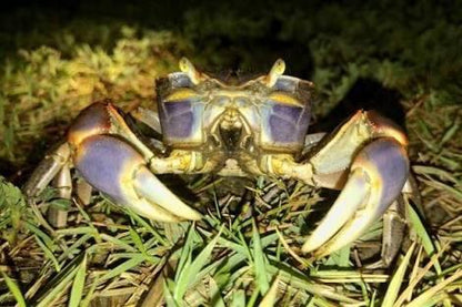 Purple Sesarmid Crab (Sesarmops intermediumi)
