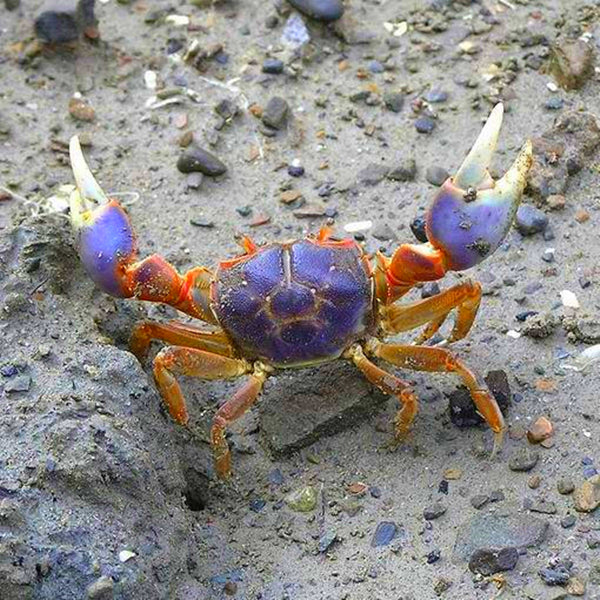 Purple Sesarmid Crab (Sesarmops intermediumi)