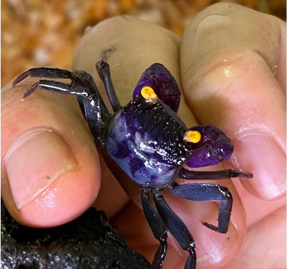 Purple Gloves Vampire Crab (Geosesarma sp)