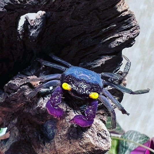 Purple Gloves Vampire Crab (Geosesarma sp)