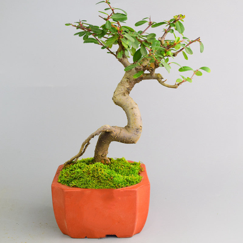 Pyracantha coccinea Bonsai ( Pyracantha coccinea )