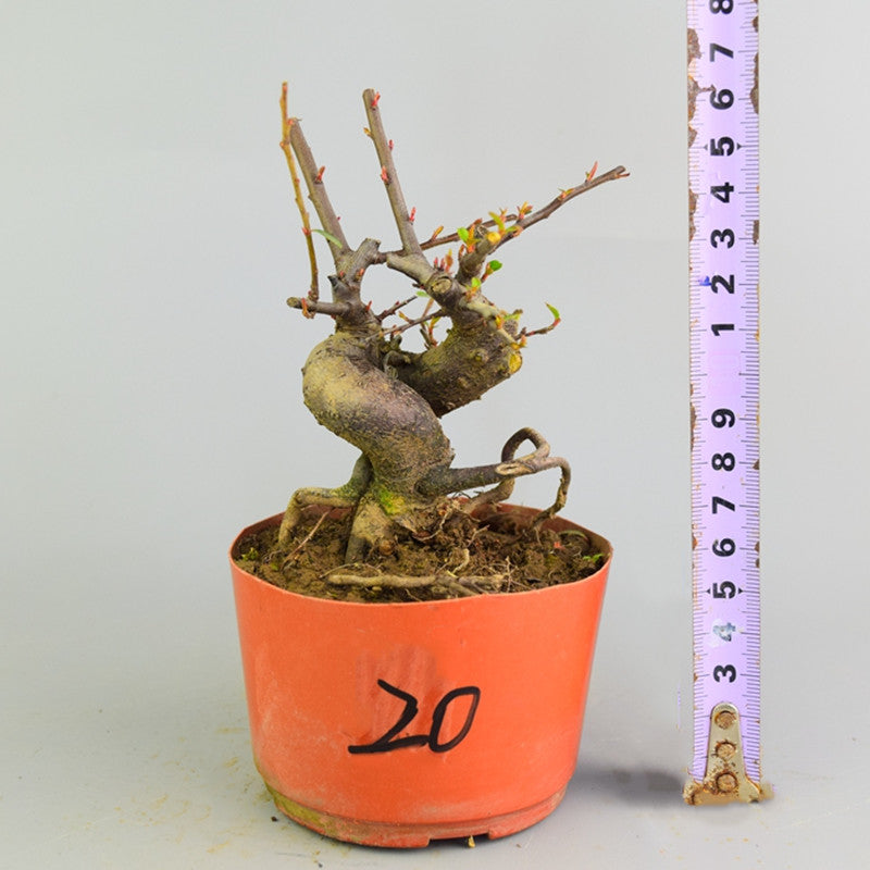 Pyracantha coccinea Bonsai ( Pyracantha coccinea )