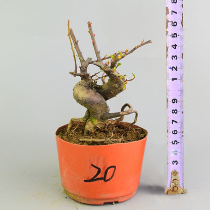 Pyracantha coccinea Bonsai ( Pyracantha coccinea )