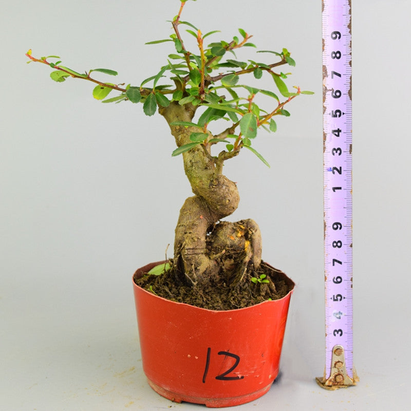 Pyracantha coccinea Bonsai ( Pyracantha coccinea )