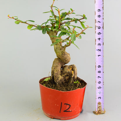 Pyracantha coccinea Bonsai ( Pyracantha coccinea )