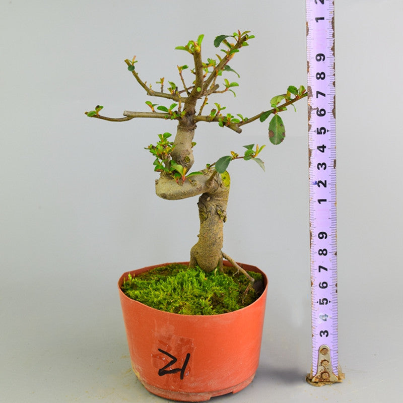 Pyracantha coccinea Bonsai ( Pyracantha coccinea )