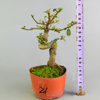 Pyracantha coccinea Bonsai ( Pyracantha coccinea )