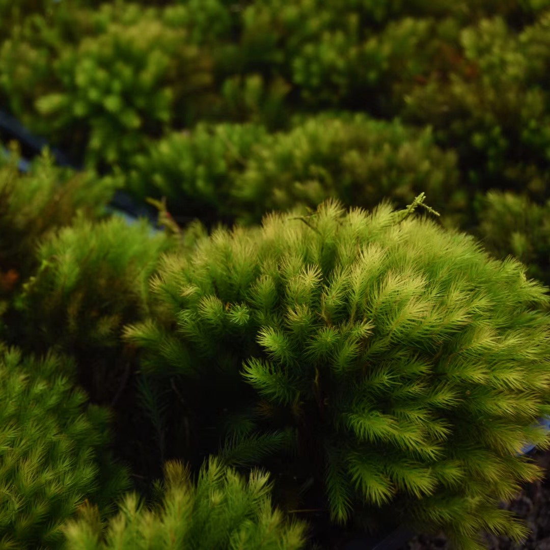 Pyrrhobryum dozyanum