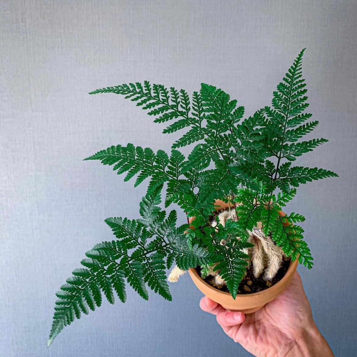 Rabbit's Foot Fern (Humata griffithiana)