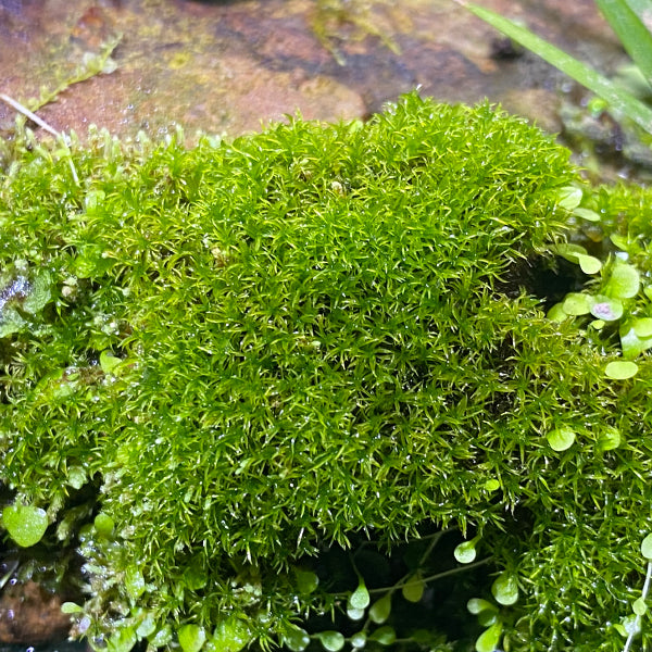 Racomitrium Moss ( Racomitrium canescens )