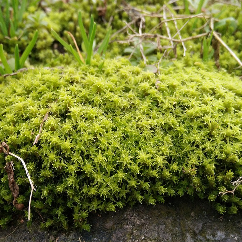 Racomitrium Moss ( Racomitrium canescens )