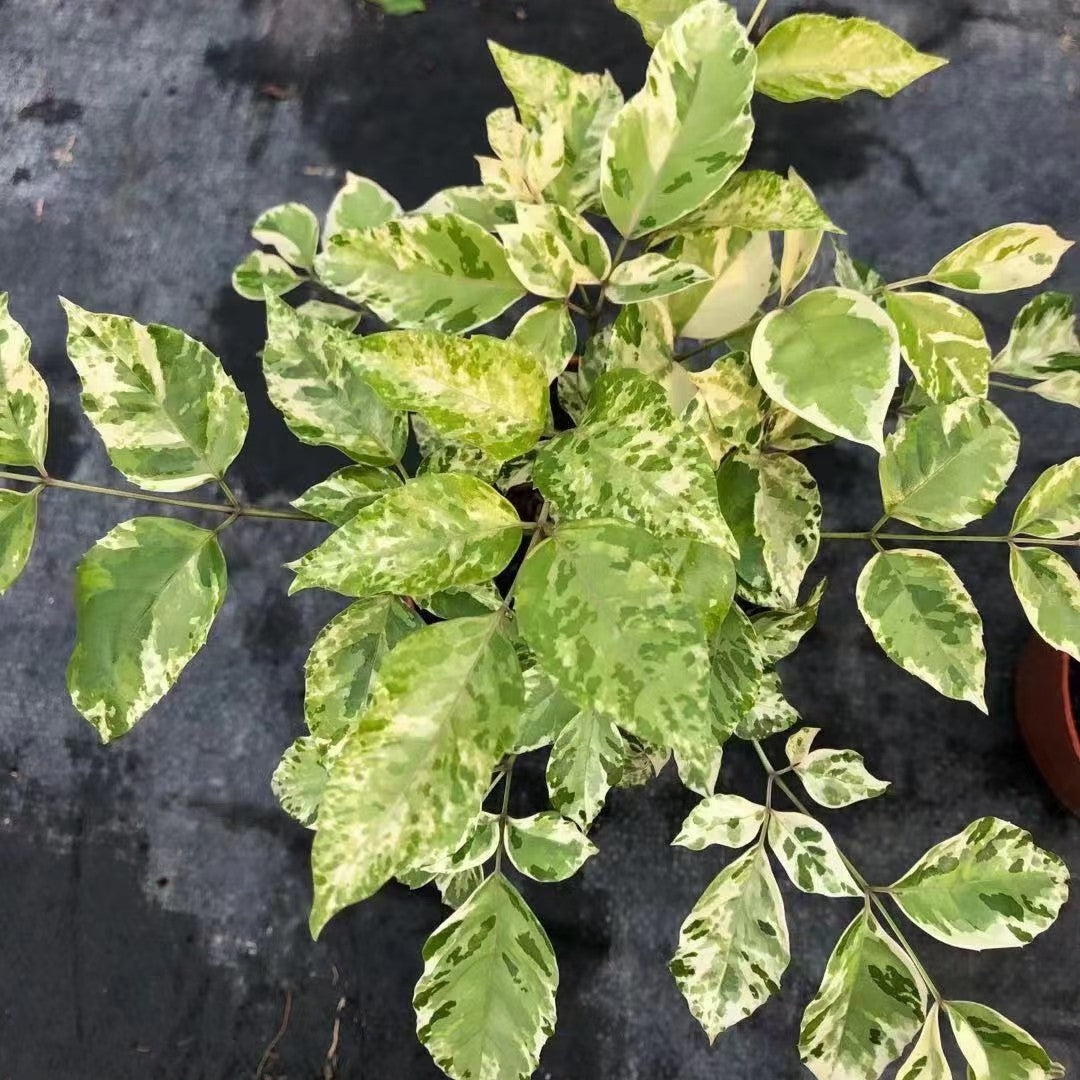 Radermachera hainanensis var.