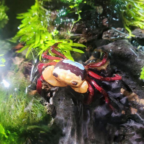 Rainbow Ninja Crab (Lepidothelphusa sp)