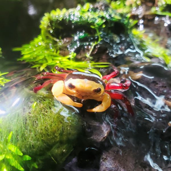 Rainbow Ninja Crab (Lepidothelphusa sp)