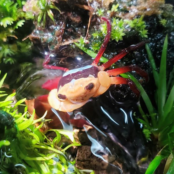 Rainbow Ninja Crab (Lepidothelphusa sp)