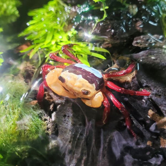 Rainbow Ninja Crab (Lepidothelphusa sp)