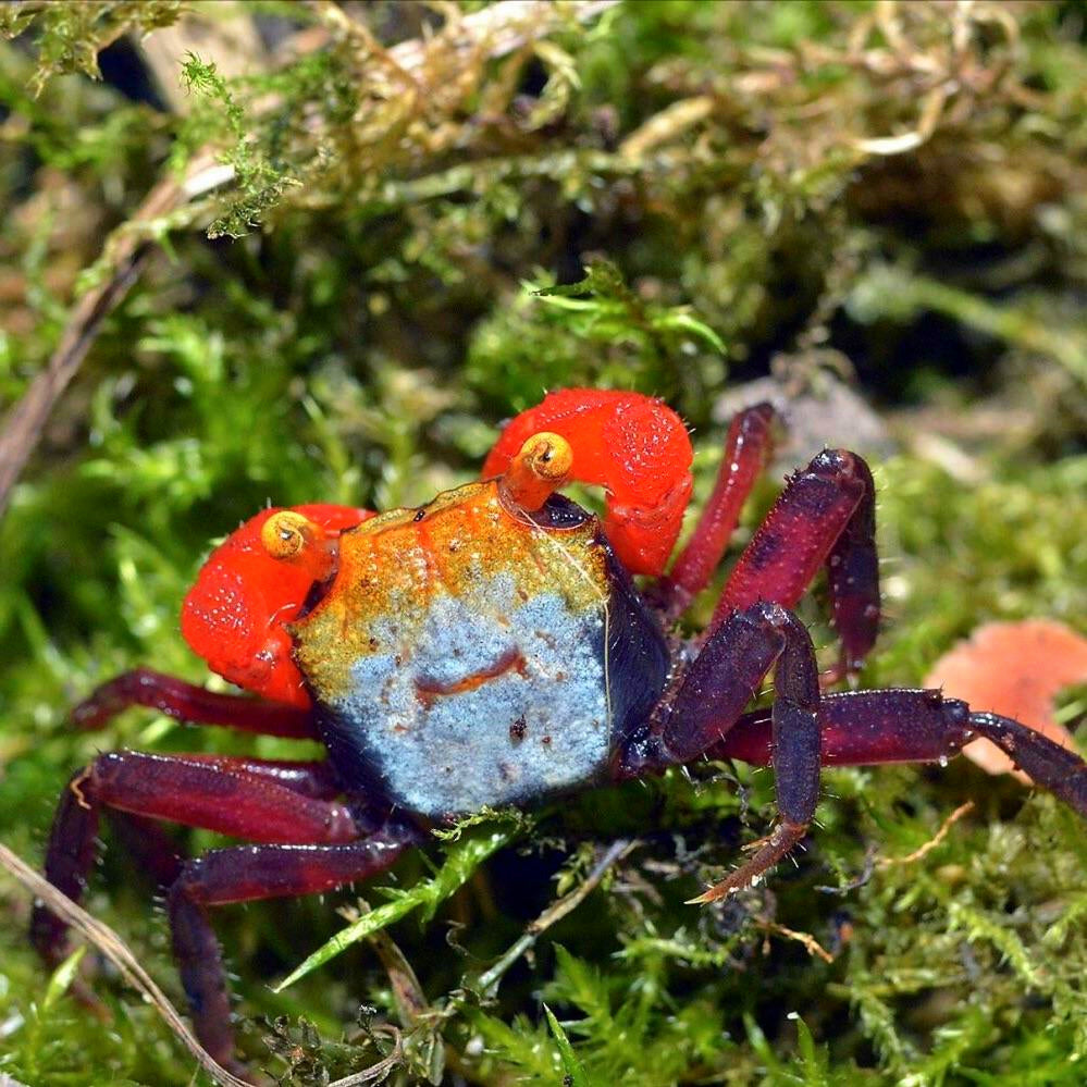 Rainbow Vampire Crab (Geosesarma rouxi)