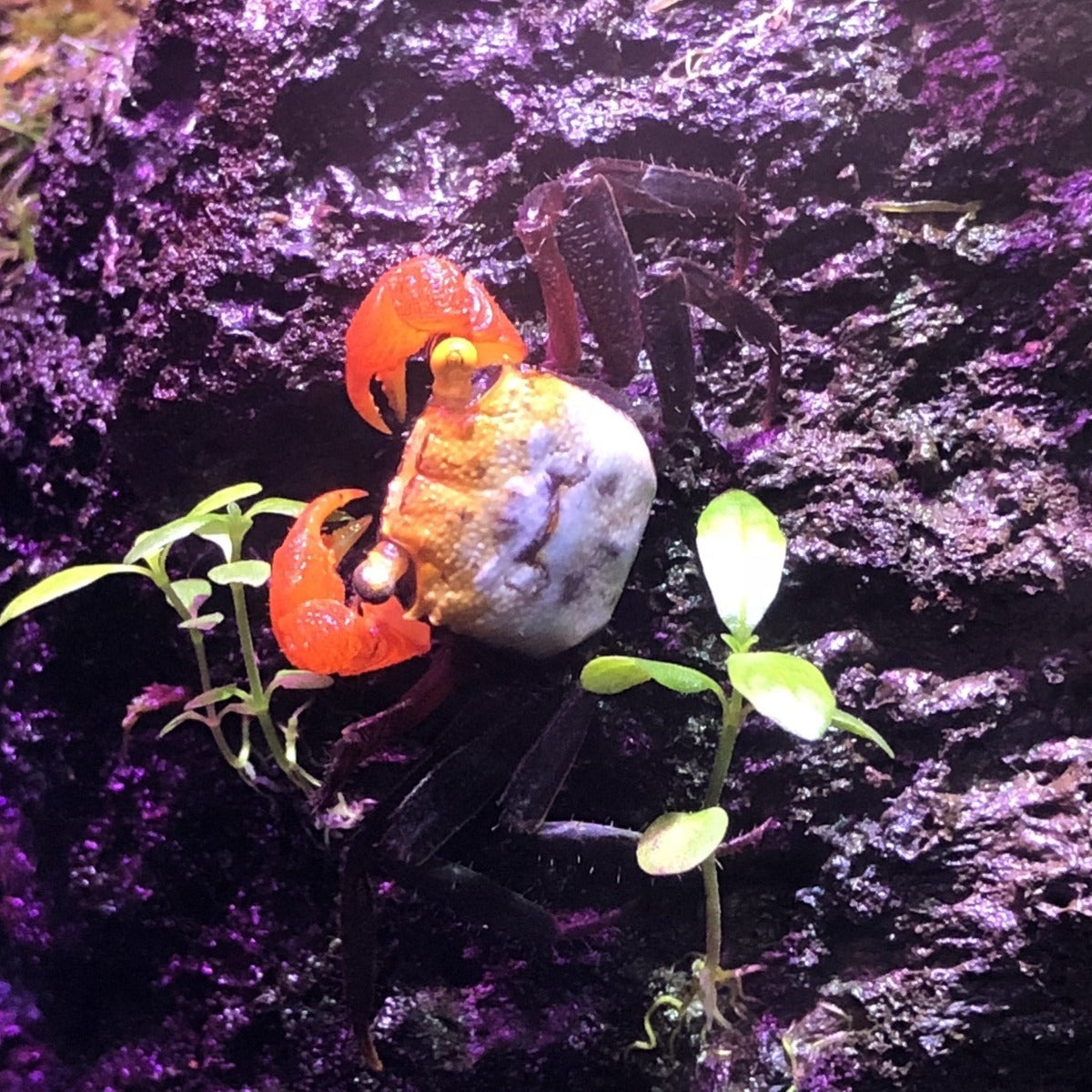 Rainbow Vampire Crab (Geosesarma rouxi)