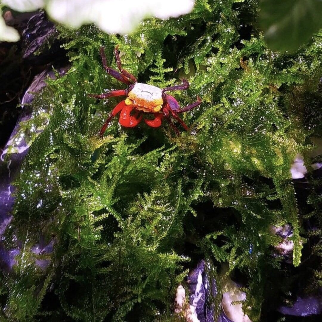 Rainbow Vampire Crab (Geosesarma rouxi)