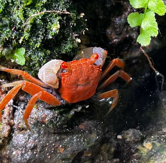 Red Carnaval Vampire Crab (Geosesarma aristocratensis)