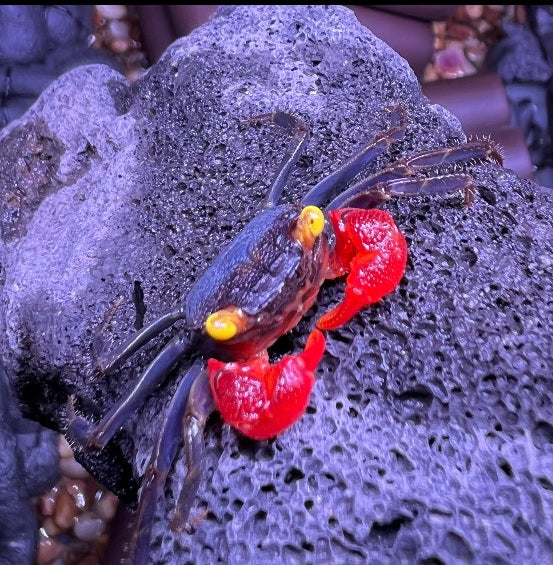 Red Gloves Vampire Crab (Geosesarma sp)