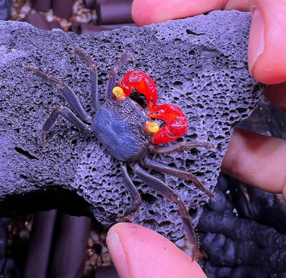 Red Gloves Vampire Crab (Geosesarma sp)