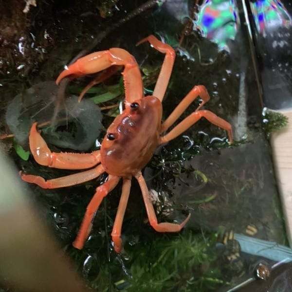 Red Orange Lightning Crab (Tiwaripotamon vietnamicum)