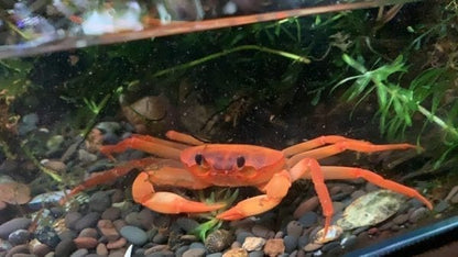 Red Orange Lightning Crab (Tiwaripotamon vietnamicum)