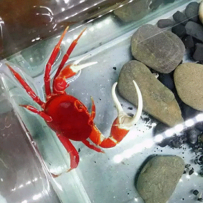 Red Pirate Crab (Vietorintalia rubrum)