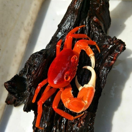 Red Pirate Crab (Vietorintalia rubrum)