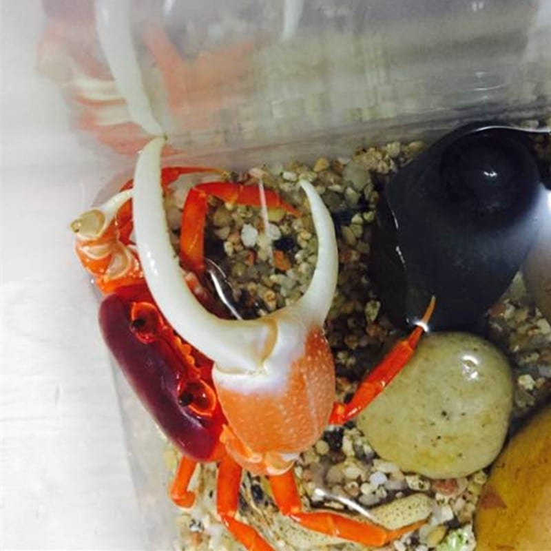 Red Pirate Crab (Vietorintalia rubrum)