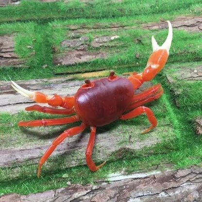 Red Pirate Crab (Vietorintalia rubrum)