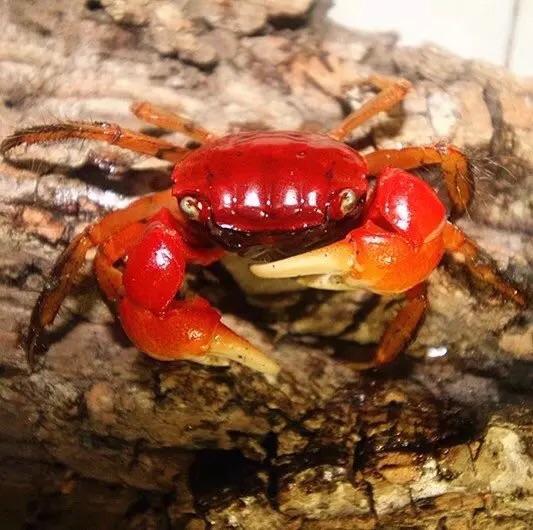 Red Sesarmid Crab (Sesarmops intermediumi)