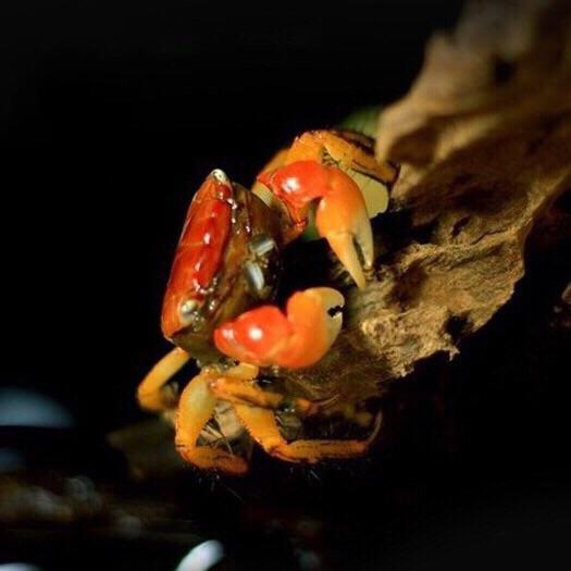 Red Sesarmid Crab (Sesarmops intermediumi)