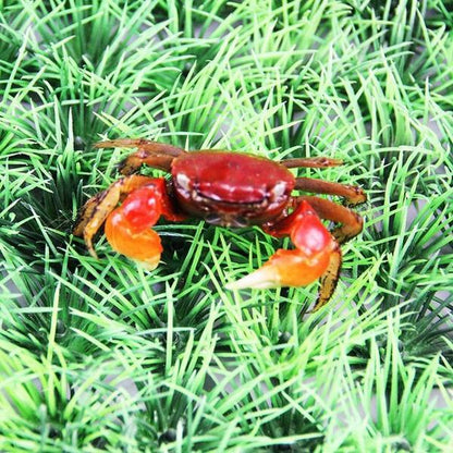 Red Sesarmid Crab (Sesarmops intermediumi)
