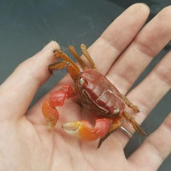 Red Sesarmid Crab (Sesarmops intermediumi)