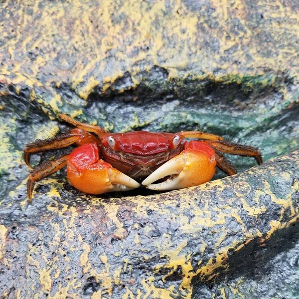 Red Sesarmid Crab (Sesarmops intermediumi)