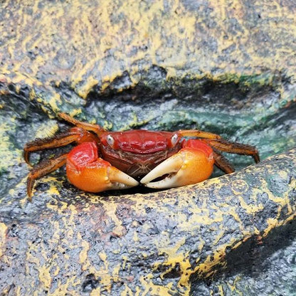 Red Sesarmid Crab (Sesarmops intermediumi)