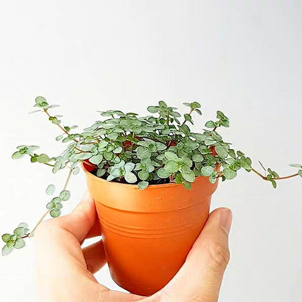 red stem succulent Red Stem Tears ( Pilea glaucophylla )