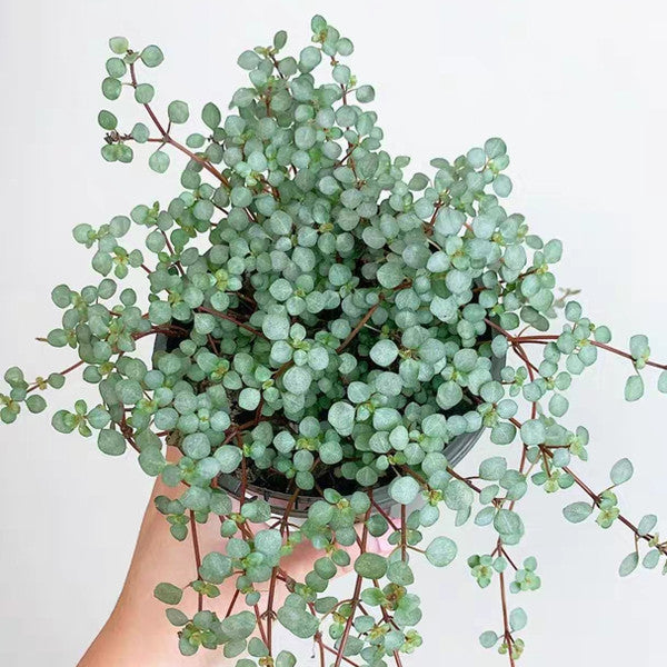 Red Stem Tears ( Pilea glaucophylla )