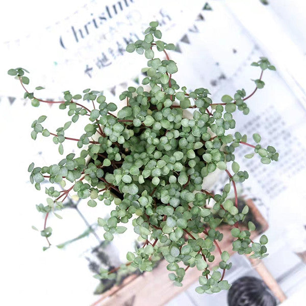 Red Stem Tears ( Pilea glaucophylla )