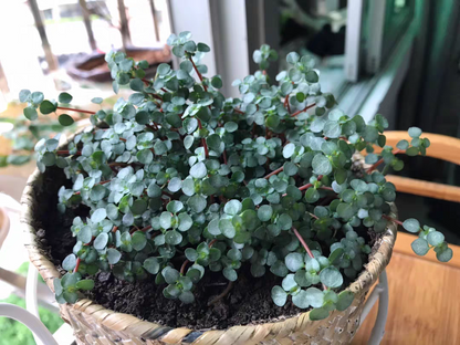 Red Stem Tears ( Pilea glaucophylla )