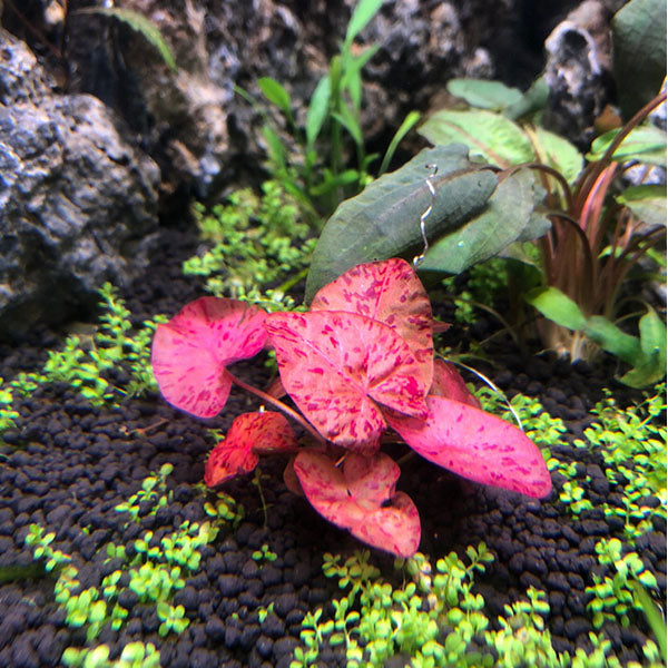 Red Tiger Lotus (Nymphaea zenkeri）